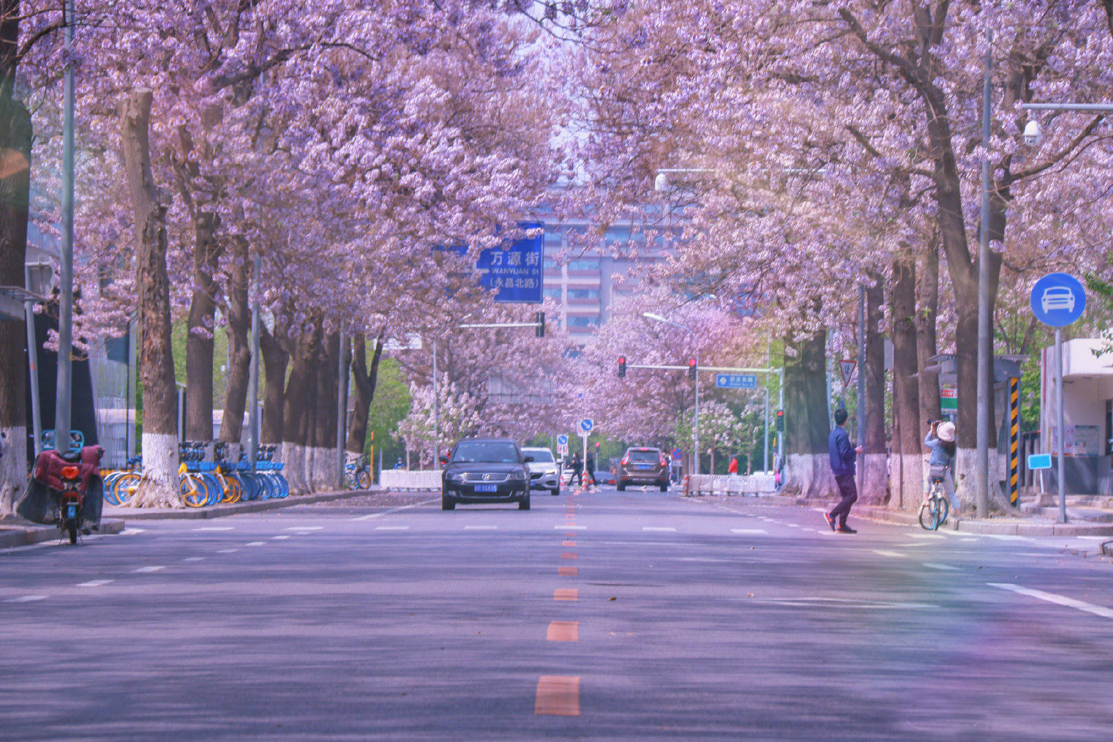 北京这条路变身紫色花廊,5公里花香四溢,漫步其中如入仙境