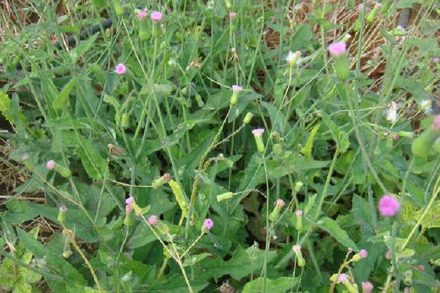 一点红的药用方法 4545b9bc985d41d993282df607867276.jpeg