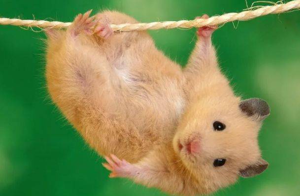 属鼠人不同出生月的命运出生在以下4个月的鼠躺着都得财