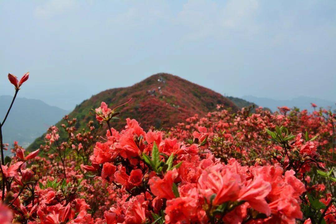 丹寨龙泉山上游人如织?原来是丹寨杜鹃花节到啦!