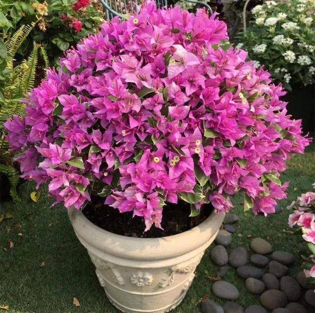 三角梅开花时间是几月 7806792b1d704e9d9b08cd44257d3e0c.jpeg