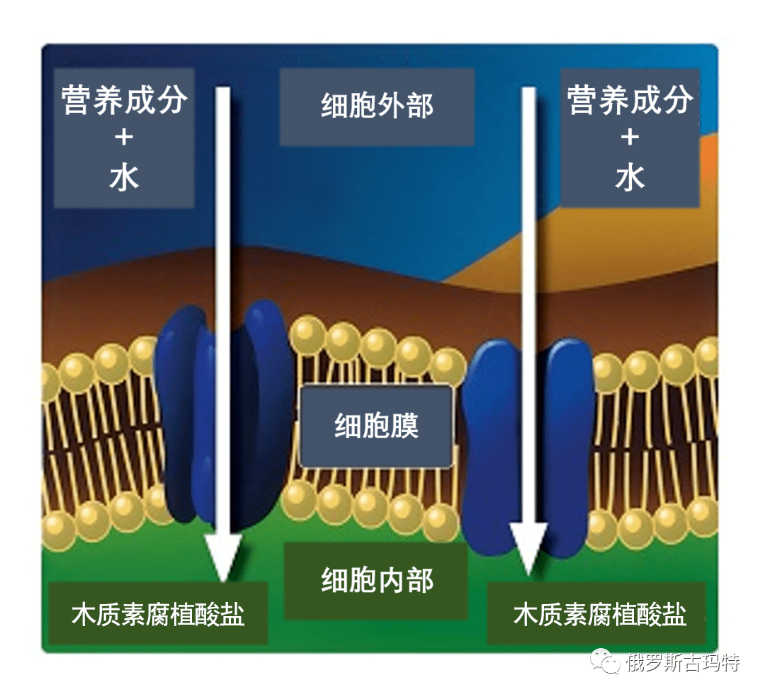 木质酸厂家告诉你 想要提产增质 必然要解决植物胁迫问题 细胞