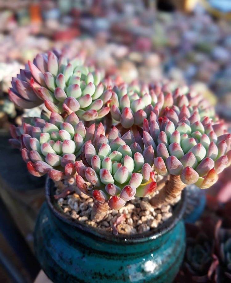 多肉如何安全过夏天 2437e73ee7f14d868ad0902beaa038e6.jpeg