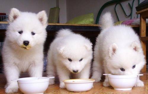 怎么看小狗吃饱了没有 7e2d9b6da83b4d75a066ab52dba06af9.jpeg