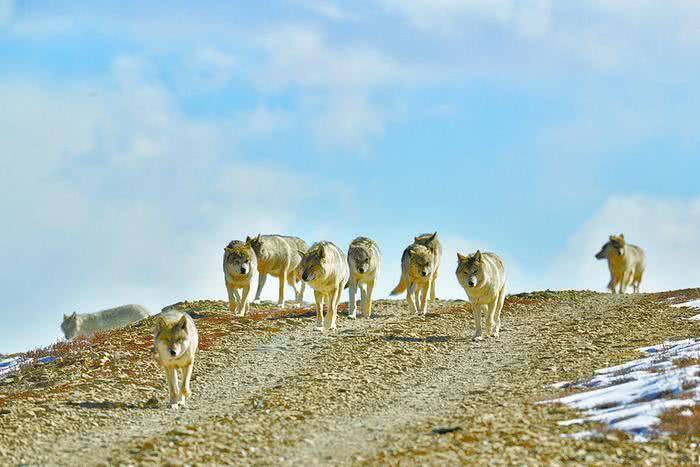 原创东北虎进村攻击村民如果拿一把匕首能打赢野生成年东北虎吗