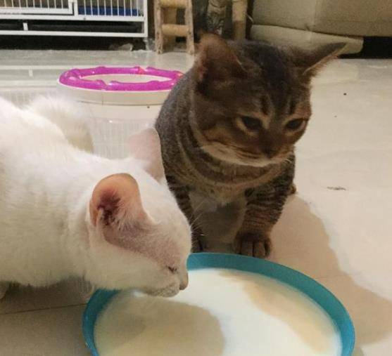 怎么才能让小猫不翻东西吃 9ad3109757874842853f79c686140ab0.jpeg