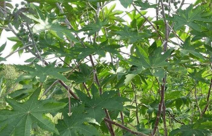 世界上十种致命的植物 ac4d643394b7459c9ebe19d59b60ce7c.jpeg