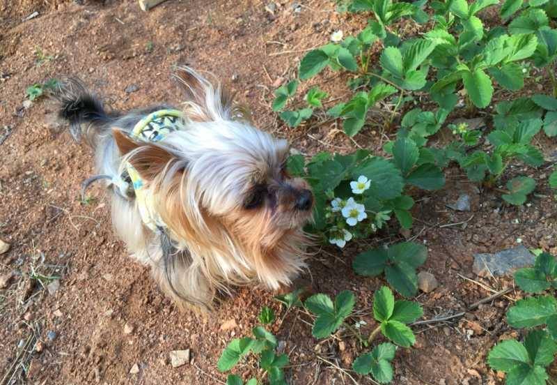 狗为啥会吃草的原因 c457b3fa30a445be9c2ae69534da5d95.jpeg