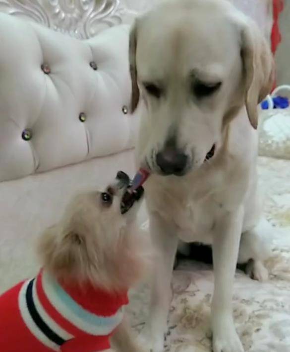 怎么看小狗性格凶狠 07521e90a430488098339abb6ebc718a.jpeg