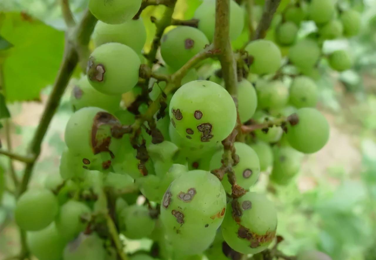 葡萄主要病害检索表,学会你也是专家