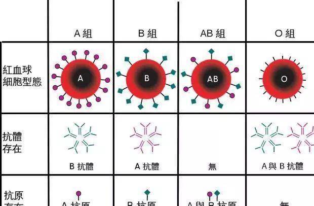 o型血是什么意思