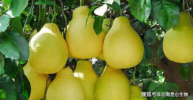 柚子什么时候打叶面肥 柚子用什么肥料果子大 柚子施肥用什么肥料 果实