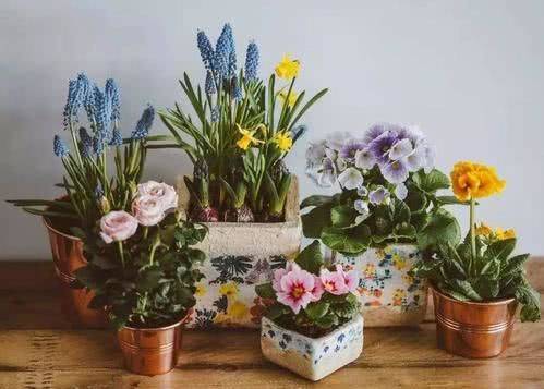 盆栽花怎么种植 a23aef59ca724699b4ceb2682a323e5c.jpeg