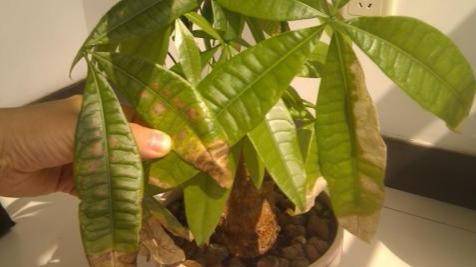 开业用的发财树是哪种 c841db439a084ac4acaa67970a729f35.jpeg