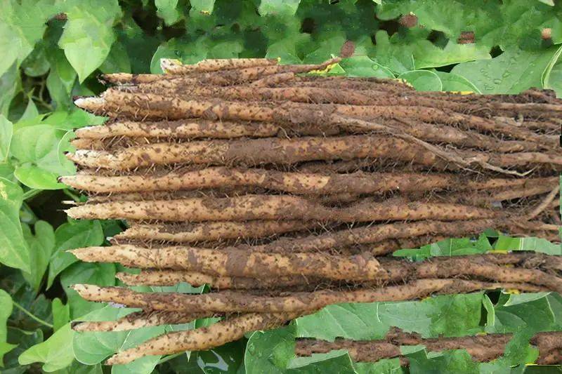 是怀庆府的名贵特产,稚嫩脆,药效佳,可以与人参相媲美,又称"怀