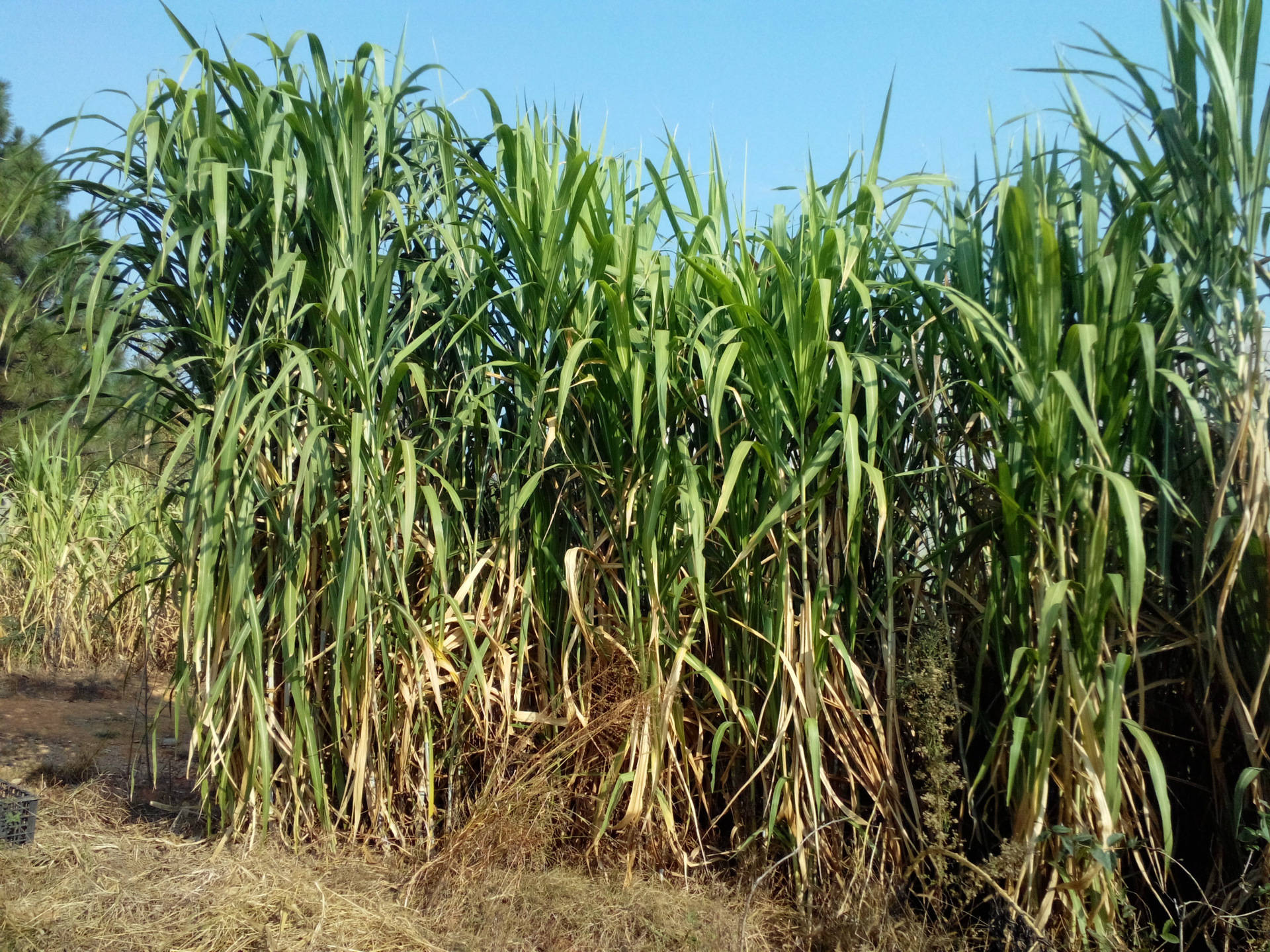 一亩地可产甜象草35吨够5头牛吃一年一次种植15年受益