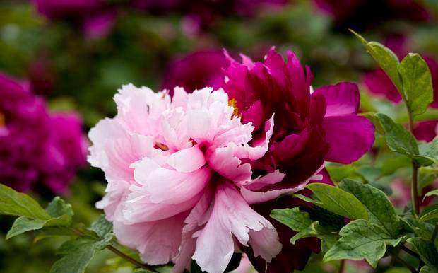 什么季节种植牡丹最好 24e458f6f4044e48bea108fcb570fb2f.jpeg