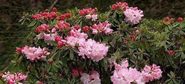杜鹃是几月开花 2ff42dea551c42eb8e834809f4ab9c0e.jpeg