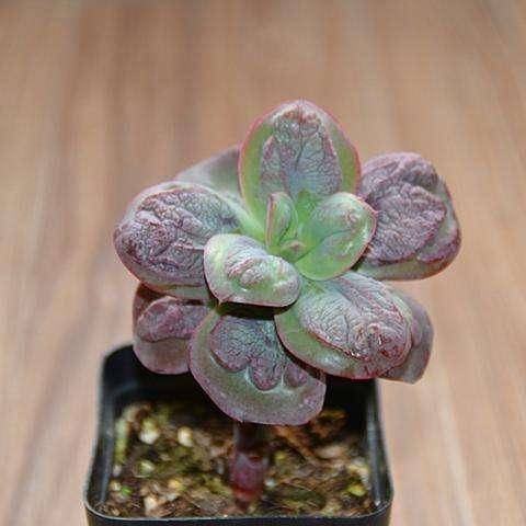 身上肉跳是长肉吗 5cee2a151cc64024886d0b85842ac6c8.jpeg