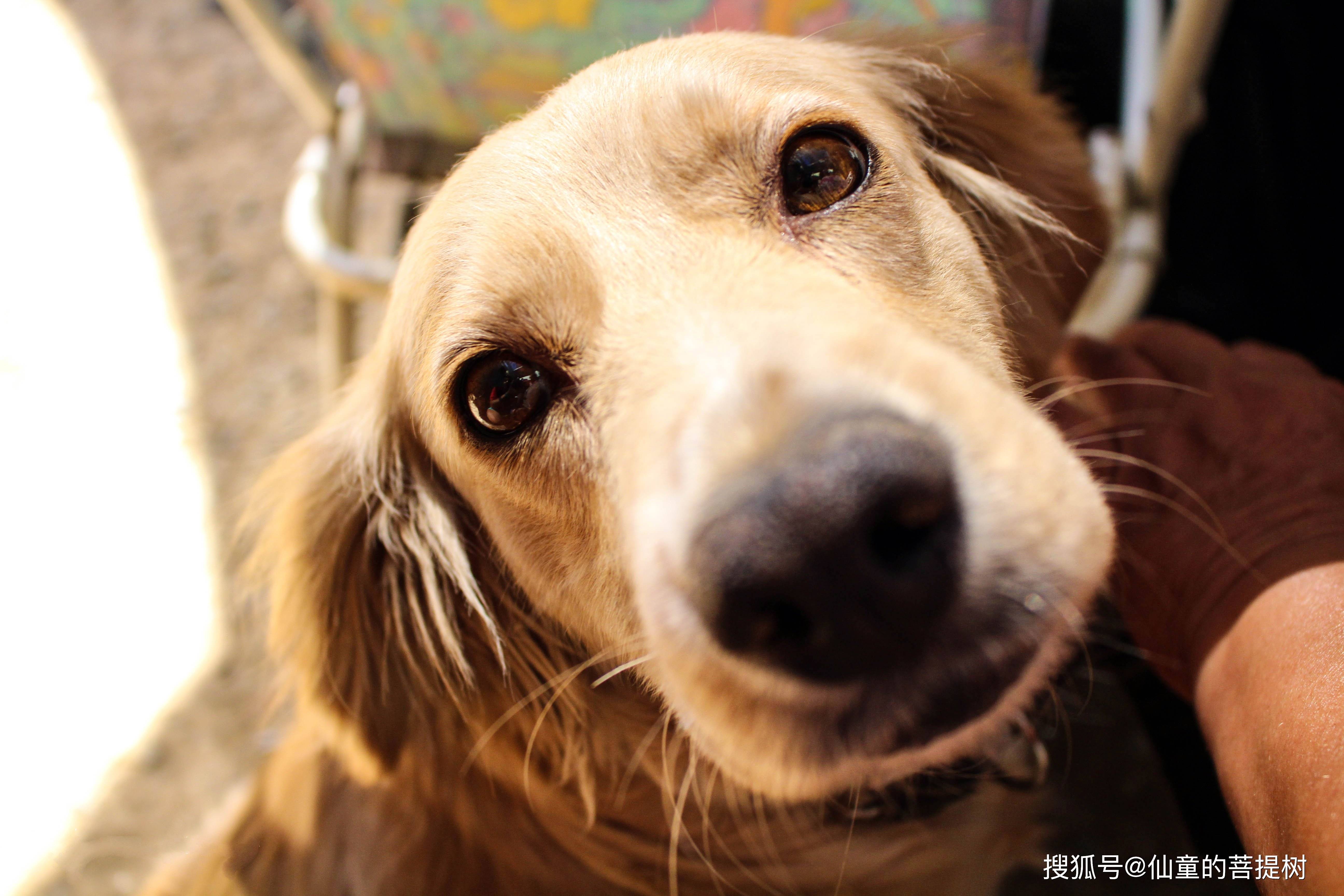 属相狗的前世是什么命格 属狗的前面是属什么的