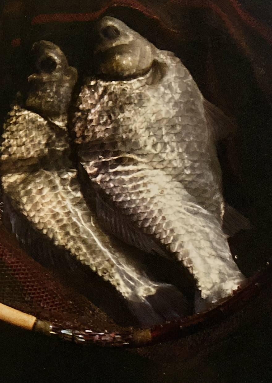 鲫鱼钓初学者请从鱼塘开始日本专业钓鲫鱼书籍