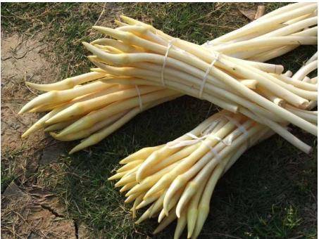 藕带也叫做藕心菜,是莲的幼嫩根状茎,夏季的雨后就可以采摘了,因为是