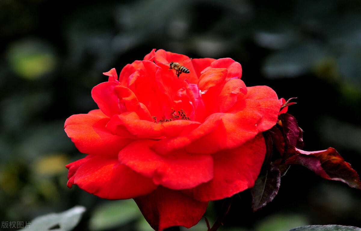 刺激月季芽变的四个常用方法,各位花友了解一下
