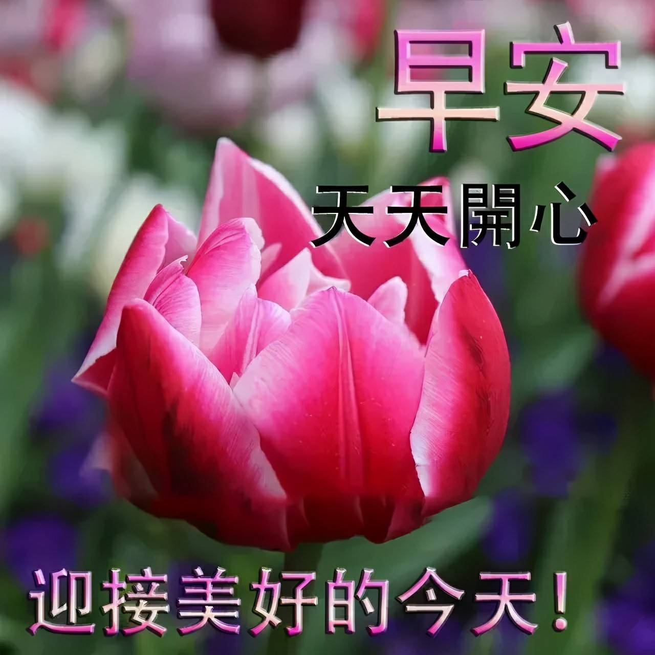 早上好祝福词句,早睡早起身体好,万事如意齐家欢,祝幸福!早安