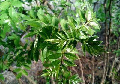 这种野菜叫"花椒芽",看起来像枸杞叶,但叶子应该是圆的.