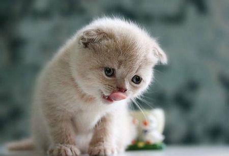 猫爱吃塑料袋怎么办 2679ba7cd1b74d1c9d0210dff54f5dbb.jpeg