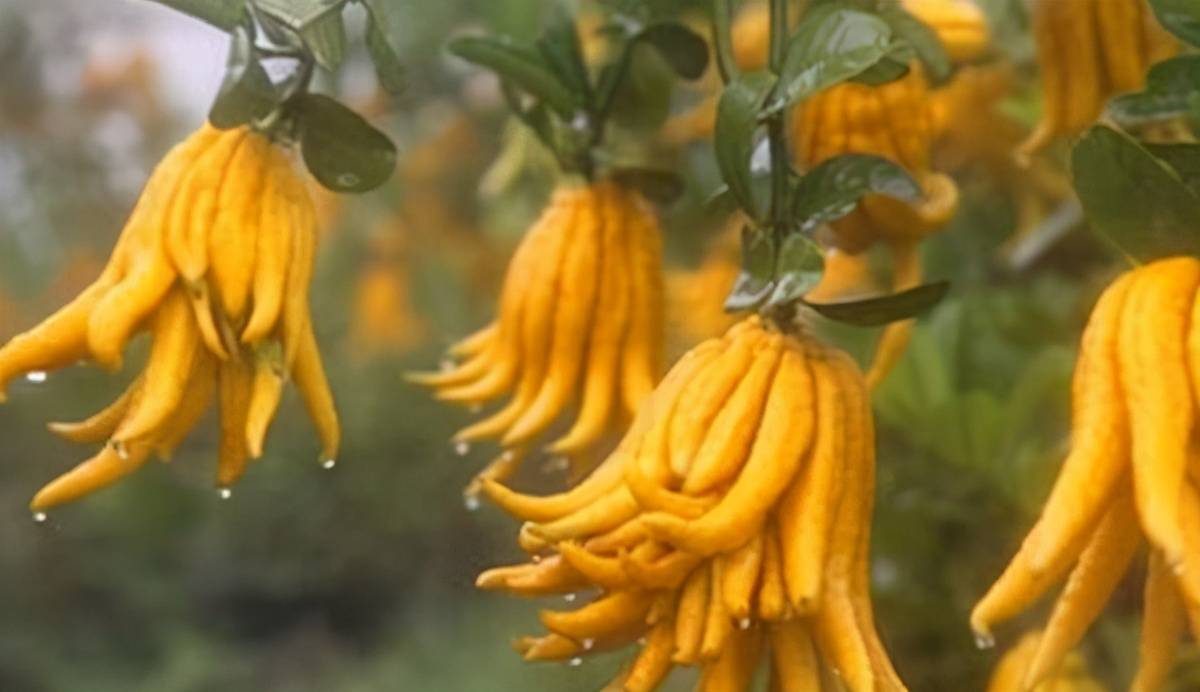 佛手的功效作用与用途 3fc0a43a195b49a18c14cc5134070ec8.jpeg