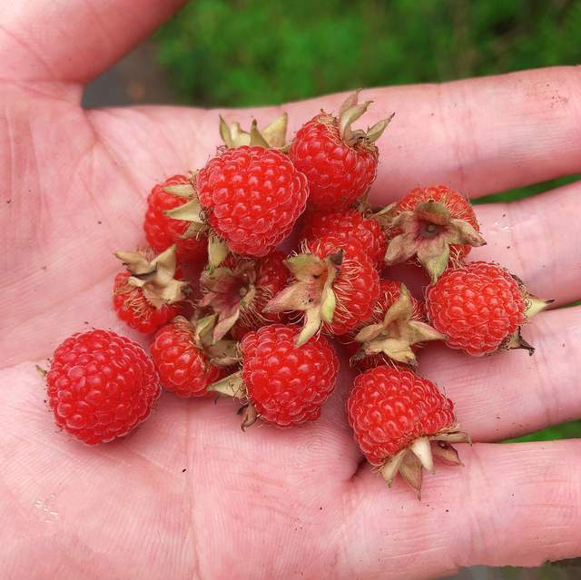 中的美味野果,味道酸甜,营养多汁,别名众多,如树莓,悬钩子,刺泡儿等