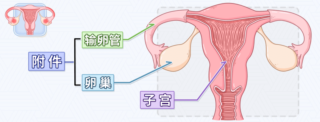 盆腔的位置图片女图片