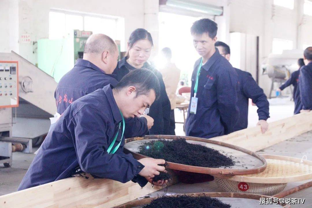 茶叶|培养工匠、赋能茶企,且看寿宁这场制茶能手赛!