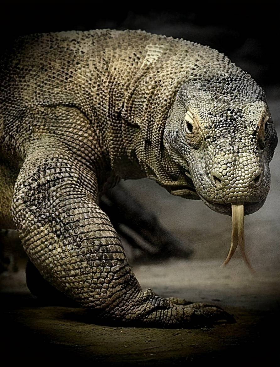现存最大的蜥蜴 被神话的科莫多巨蜥 其真正战斗力到底如何 猎物