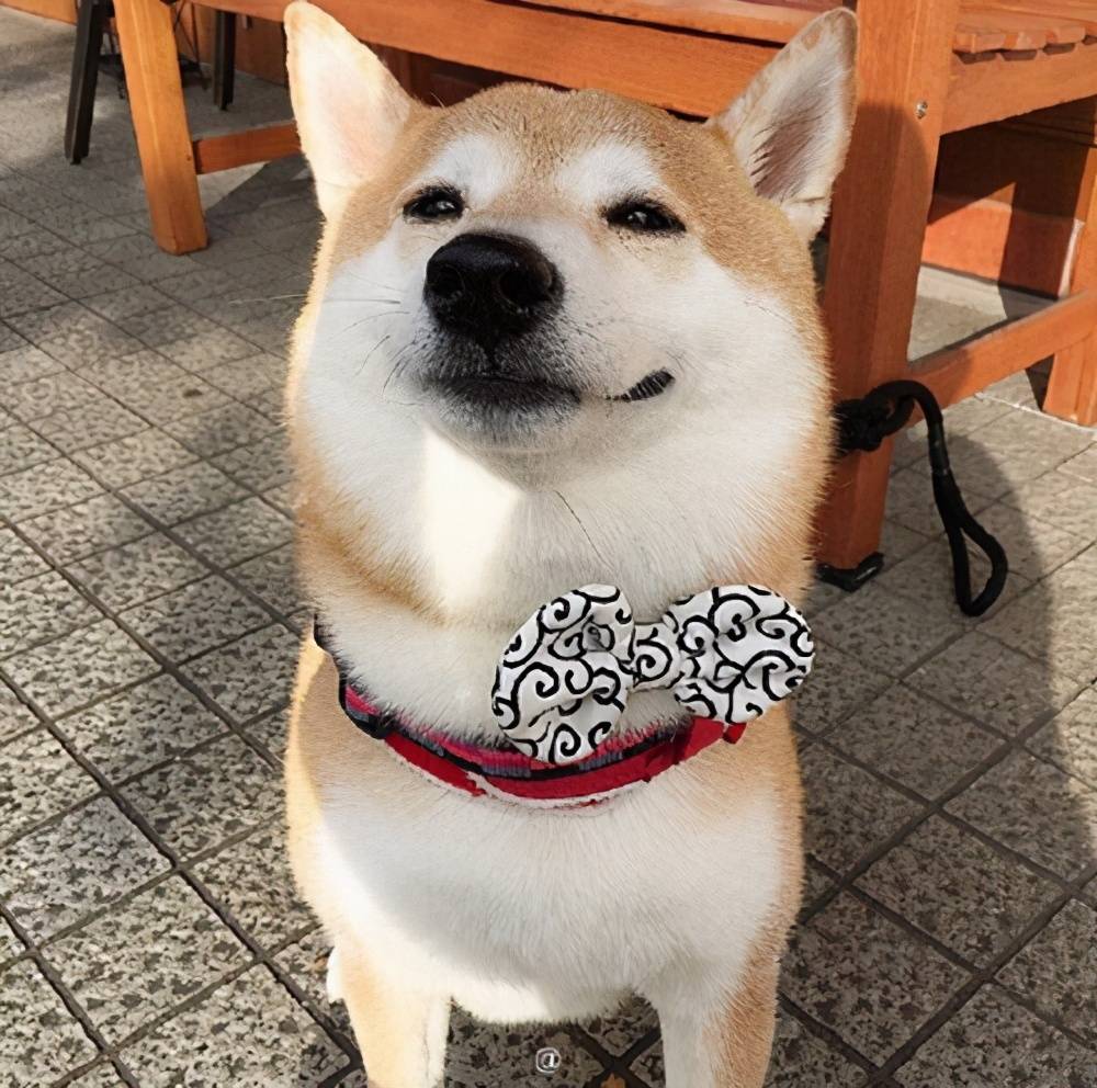 标准的柴犬什么样?