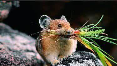 梦境迷踪，解读做梦梦到老鼠的深层含义