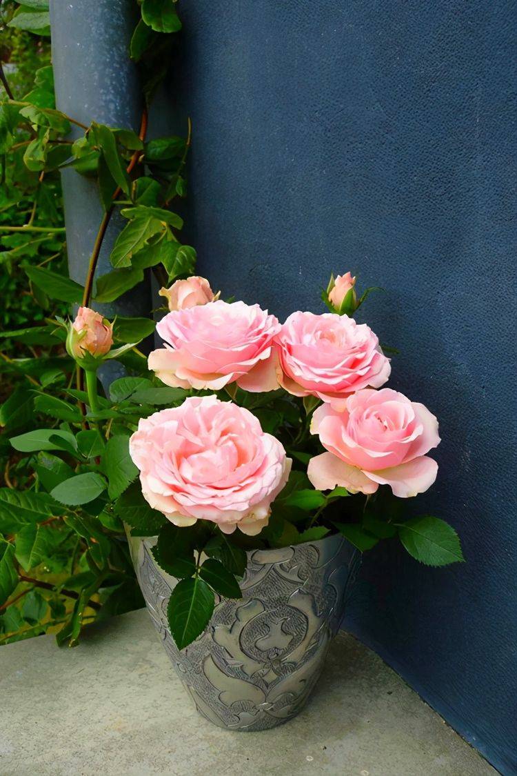 原创4种适合家养的微月效果真好看养起来吧