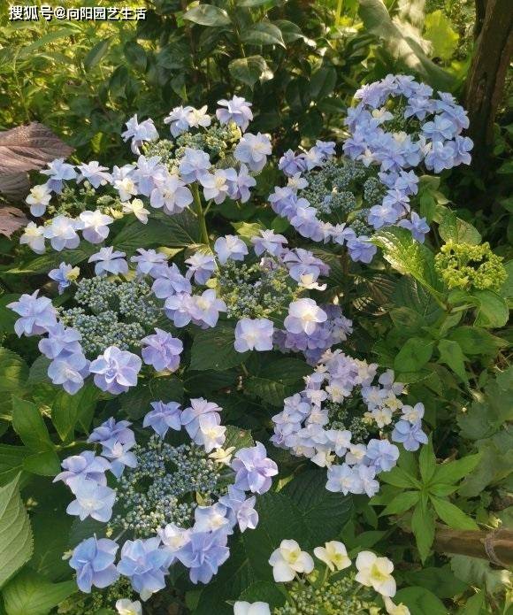 花园养花 用月季 绣球做背景 草花做装饰 开花层次很美 院子