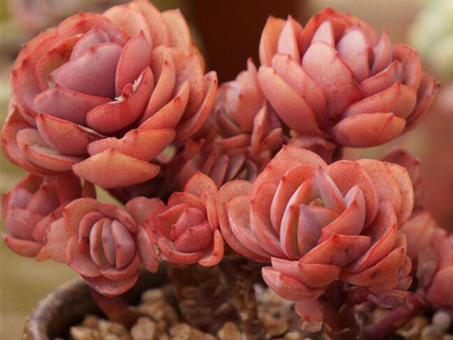 多肉怎样才能单头变多头 adc9a697234b4178a4671b4eb81600ca.jpeg