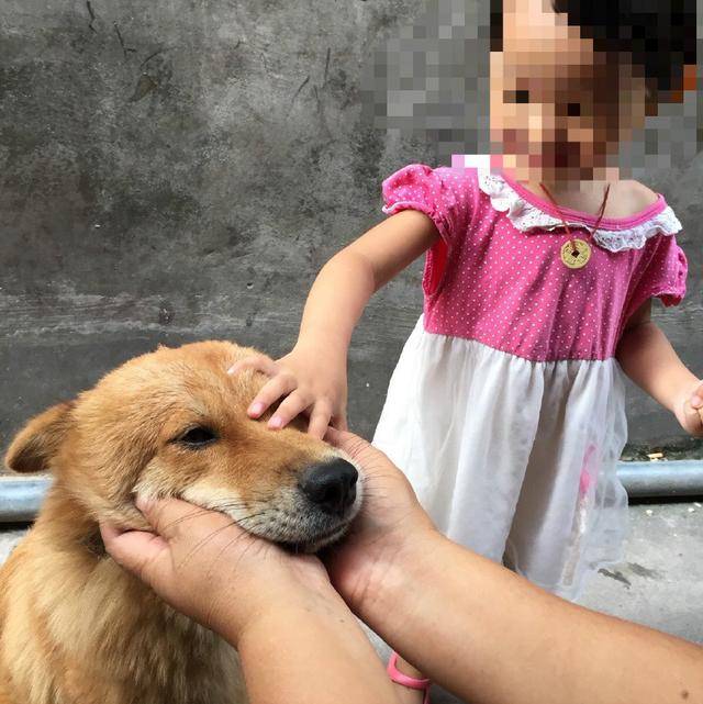 忠心土狗陪小主人玩，結果主人意外摔傷後，狗狗竟心疼的流淚！ 萌趣萌寵 第2张