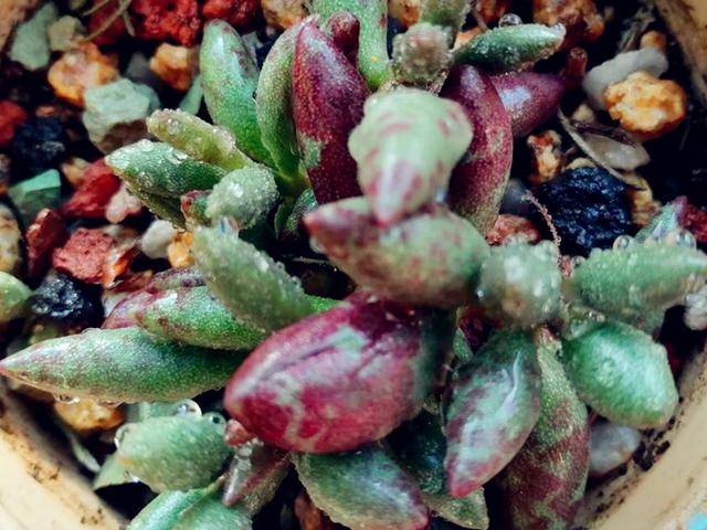 多肉怎么快速繁殖一大片 e9e2b3e6f27c4c9fa0c8ce968326ce93.jpeg