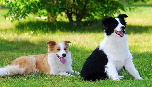 怎么样挑选小牧羊犬 fb9835a84489475cae4b7cf67bd057ba.jpeg