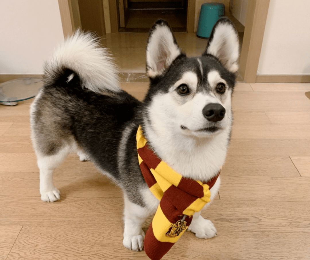 小短腿"哈士奇"突然火遍全网,主人却辟谣:它和二哈完全没有关系!