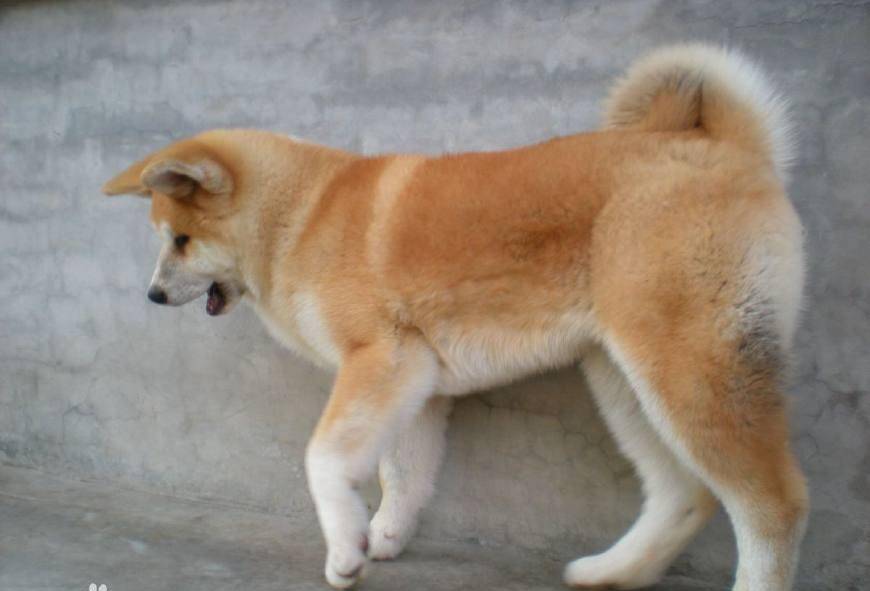 小型犬智商高的推荐 d14f07b4a303460fa4ab2859c6d90064.jpeg
