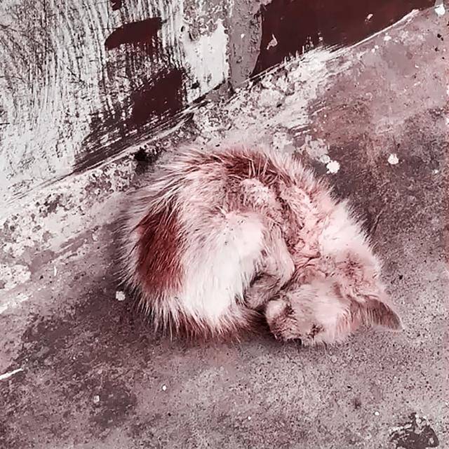 正因如此,每年都会有数不清的流浪猫被活活饿死,难道它们的结局就该