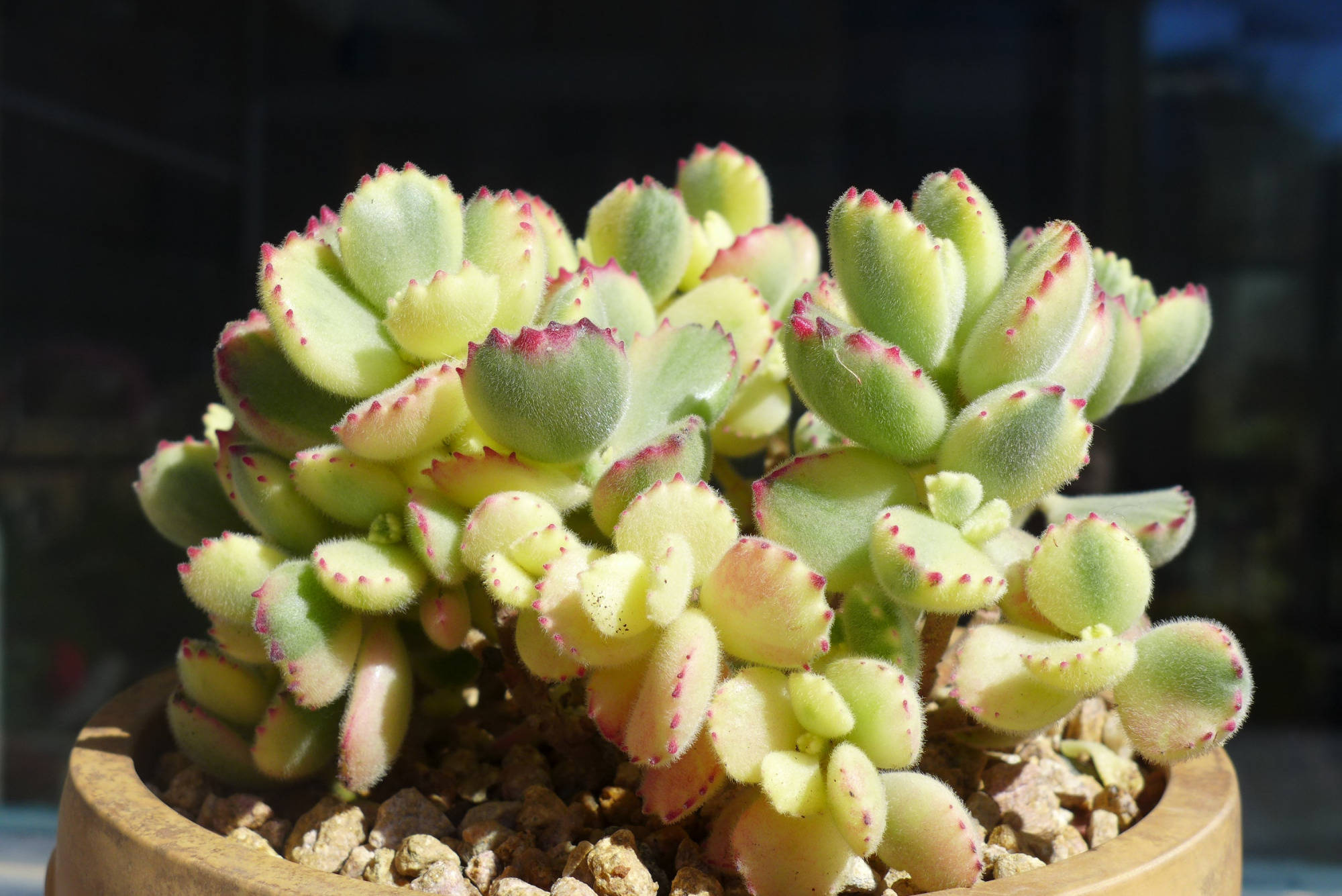 多肉怎么叶插发芽最快 eb8bf7eaf3b04b92928f48f7c1e711f1.jpeg