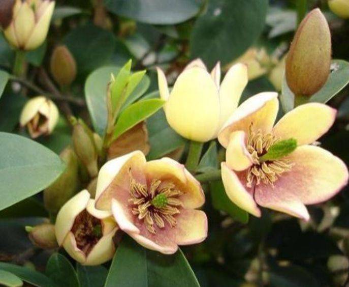 5月4日开始 养花试试这几款 四季开花 植株低矮 值得入手 叶子很