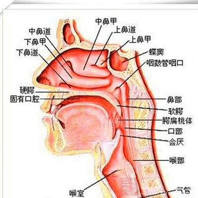 鼻窦位置图片图片