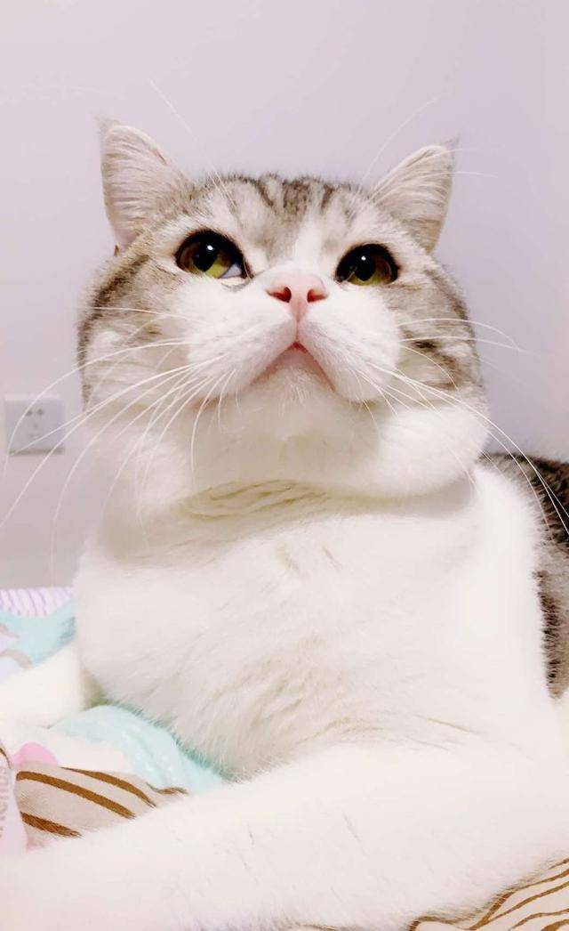 家小|小猫咪自己一个猫在家久了会孤独吗？